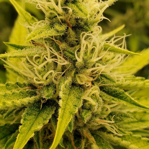 Bruce Banner Fast growlog timeline photo