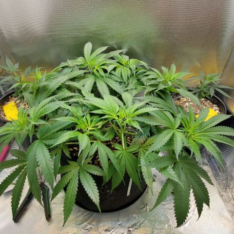 White Widow growlog timeline photo
