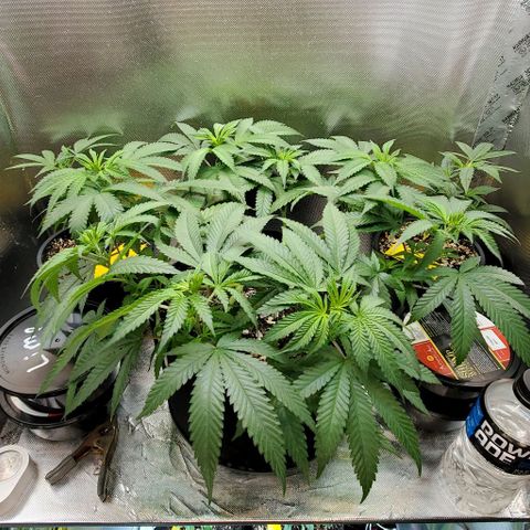 White Widow growlog timeline photo