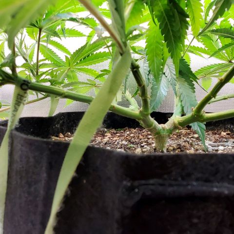 White Widow growlog timeline photo
