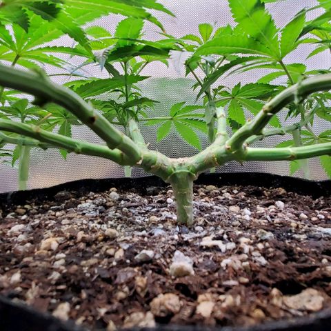 White Widow growlog timeline photo