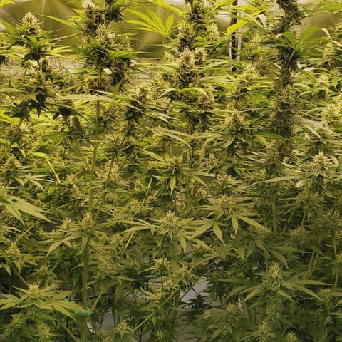 Bruce Banner Fast growlog timeline photo