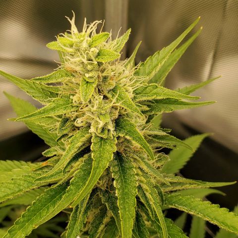 Bruce Banner Fast growlog timeline photo