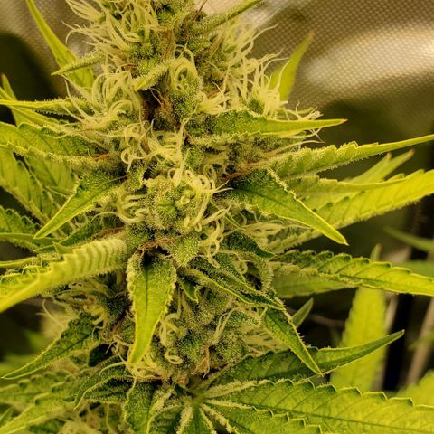 Bruce Banner Fast growlog timeline photo