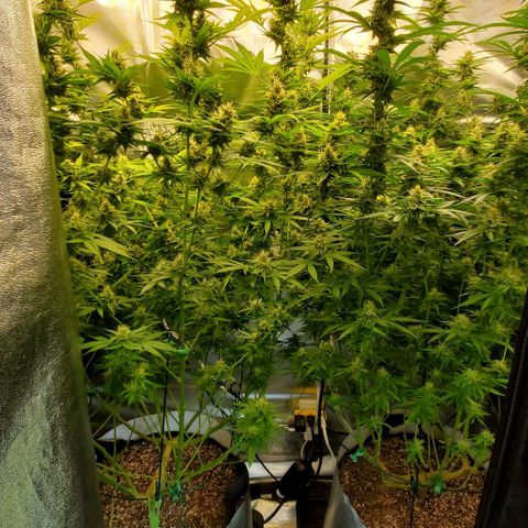 Bruce Banner Fast growlog timeline photo