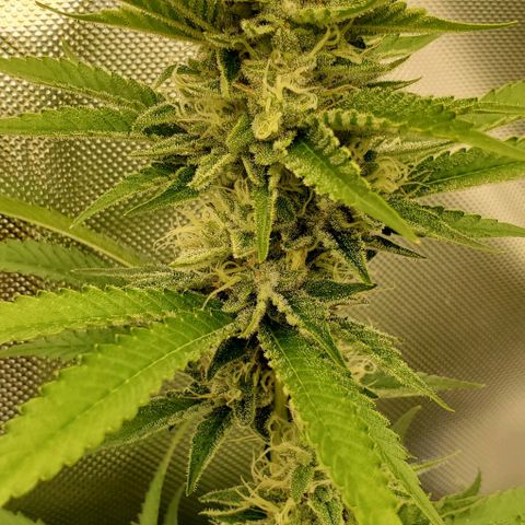 Bruce Banner Fast growlog timeline photo