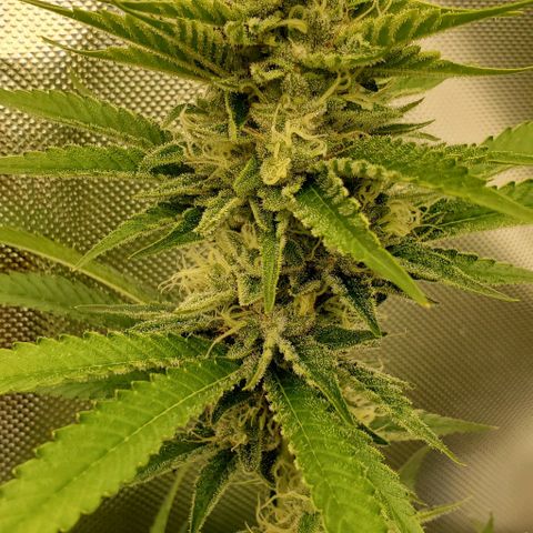 Bruce Banner Fast growlog timeline photo