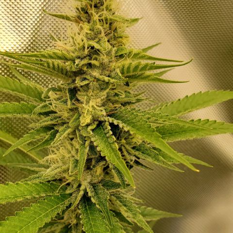 Bruce Banner Fast growlog timeline photo