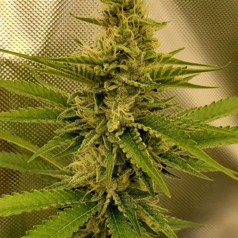 Bruce Banner Fast growlog timeline photo