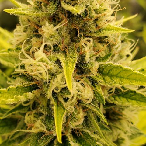 Bruce Banner Fast growlog timeline photo