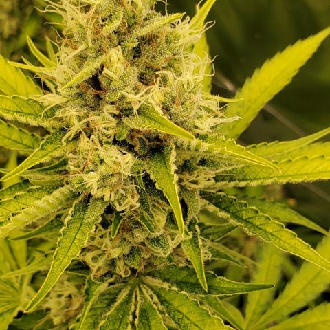 Bruce Banner Fast growlog timeline photo