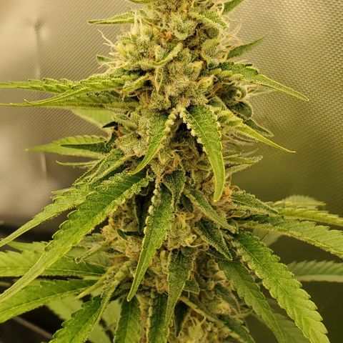 Bruce Banner Fast growlog timeline photo