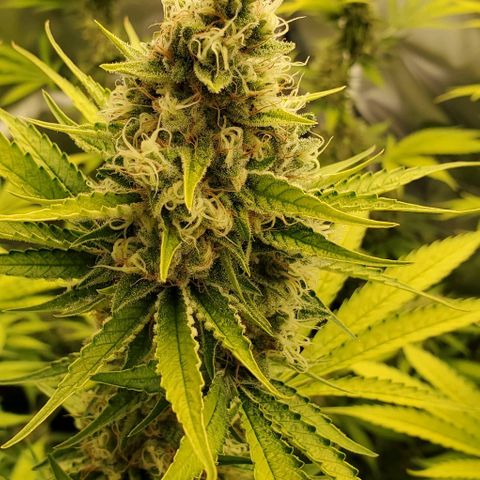 Bruce Banner Fast growlog timeline photo