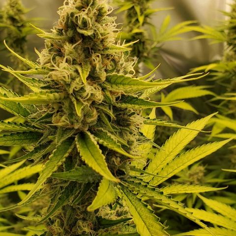 Bruce Banner Fast growlog timeline photo
