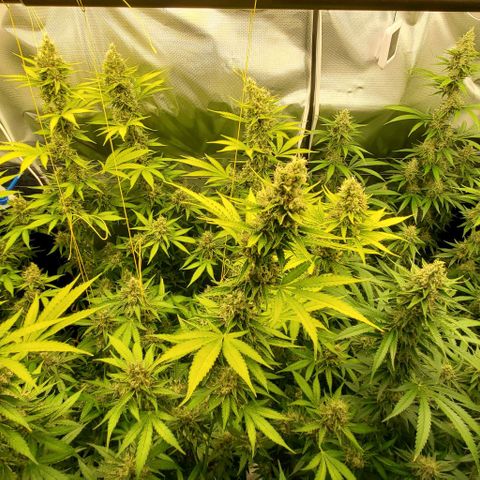 Bruce Banner Fast growlog timeline photo