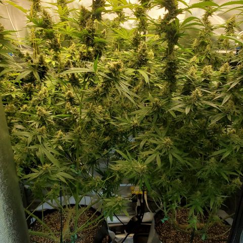Bruce Banner Fast growlog timeline photo