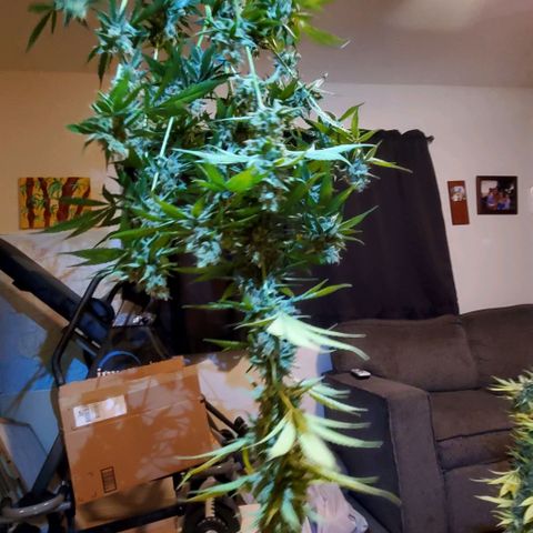 Bruce Banner Fast growlog timeline photo