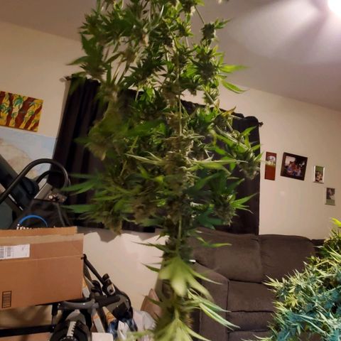 Bruce Banner Fast growlog timeline photo