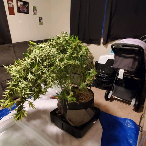 Bruce Banner Fast growlog timeline photo