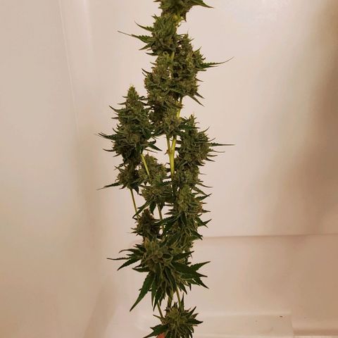 Bruce Banner Fast growlog timeline photo