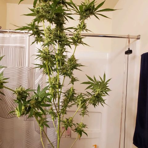 Bruce Banner Fast growlog timeline photo