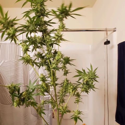 Bruce Banner Fast growlog timeline photo