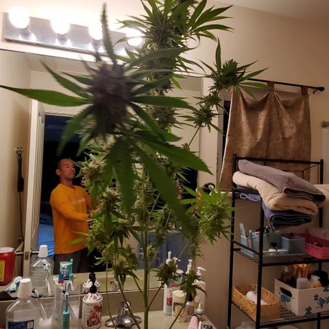 Bruce Banner Fast growlog timeline photo