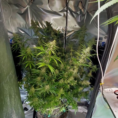 Bruce Banner Fast growlog timeline photo