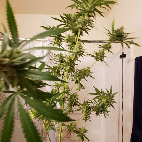 Bruce Banner Fast growlog timeline photo
