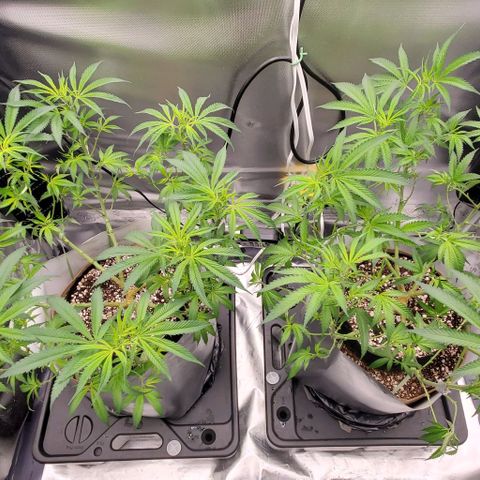 White Widow growlog timeline photo