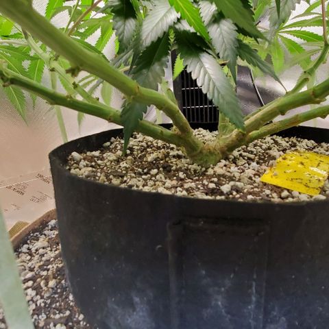 White Widow growlog timeline photo
