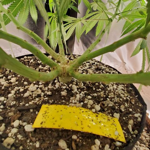 White Widow growlog timeline photo