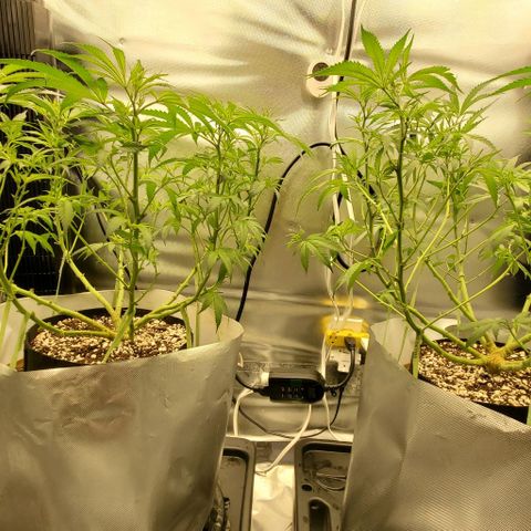 White Widow growlog timeline photo