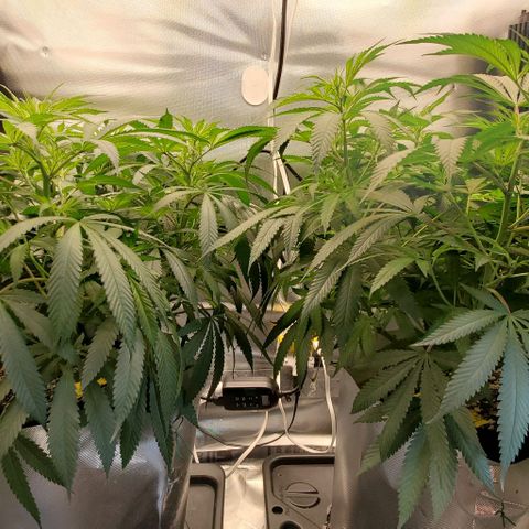 White Widow growlog timeline photo