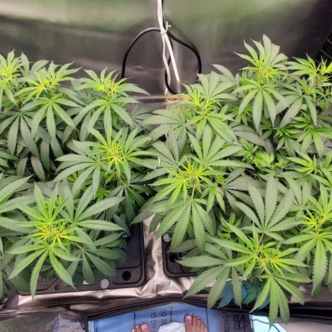 White Widow growlog timeline photo