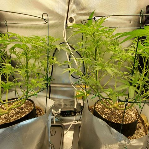 White Widow growlog timeline photo