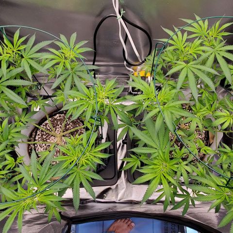 White Widow growlog timeline photo