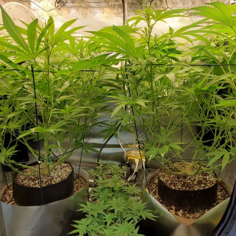 White Widow growlog timeline photo