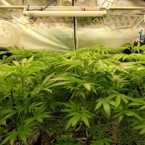 White Widow growlog timeline photo