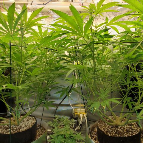White Widow growlog timeline photo