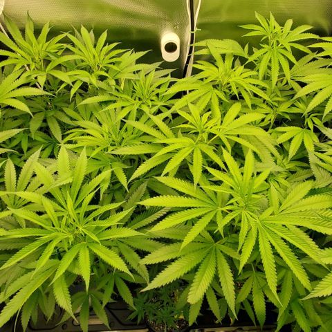 White Widow growlog timeline photo