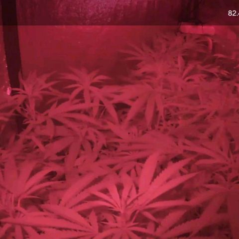 White Widow growlog timeline photo