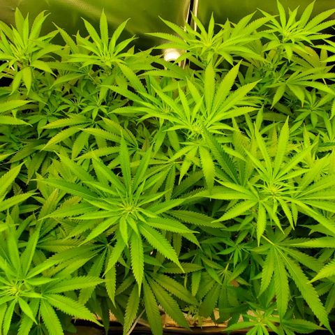 White Widow growlog timeline photo