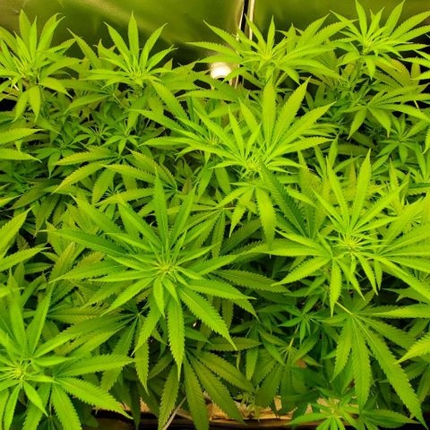 White Widow growlog timeline photo