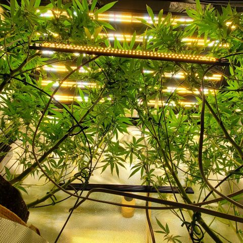 White Widow growlog photo: 2nd defol at 20 days