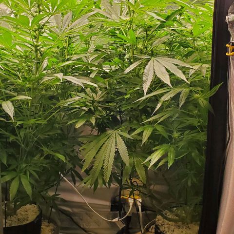 White Widow growlog photo: 2nd defol at 20 days