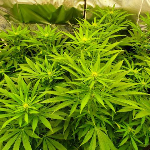 White Widow growlog photo: 2nd defol at 20 days