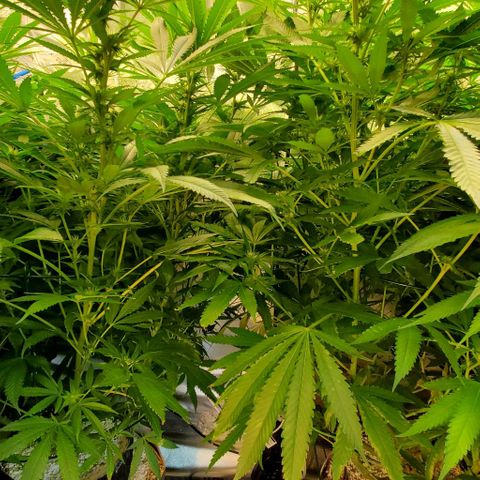 White Widow growlog photo: 2nd defol at 20 days