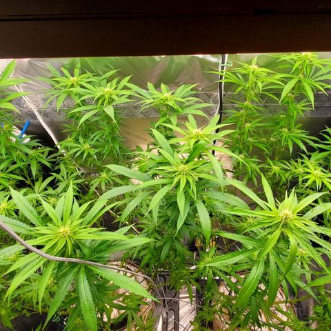 White Widow growlog photo: 2nd defol at 20 days