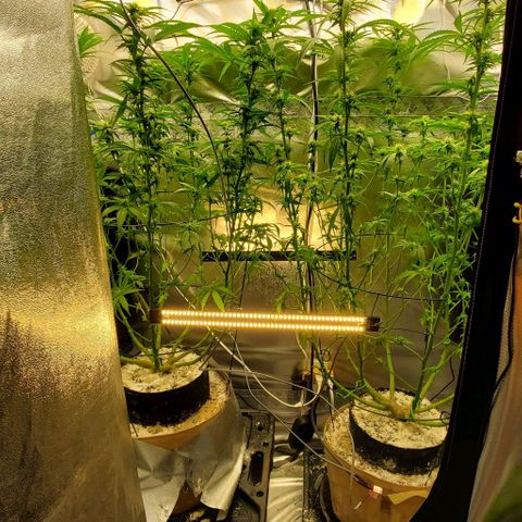White Widow growlog photo: 2nd defol at 20 days